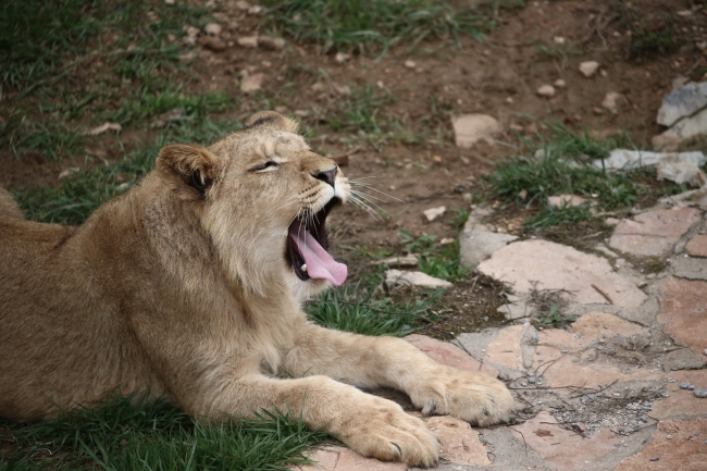 Cumhurbaşkanı Erdoğan'ın aslanları Gaziantep'i sevdi